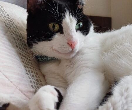 Abril Laranja alerta contra maus-tratos aos animais