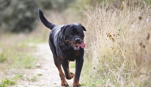 Criança é atacada por cão em Lafaiete
