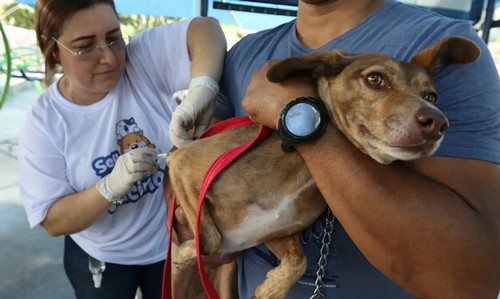 Sábado tem campanha de vacinação de cães e gatos