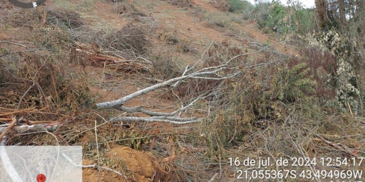 Desmate irregular gera multa em Alto Rio Doce