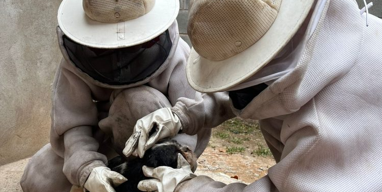 Bombeiros resgatam cachorro de enxame de abelhas