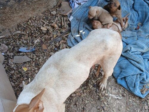 Mulher é presa em Lafaiete por maus tratos a animais