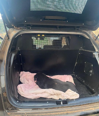ALPA e Polícia CiviL resgatam cachorra abandonada após atropelamento