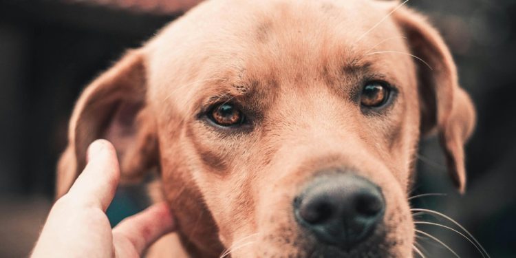 Agosto Caramelo reforça combate ao abandono e maus-tratos de animais