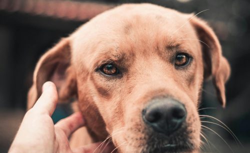 Agosto Caramelo reforça combate ao abandono e maus-tratos de animais