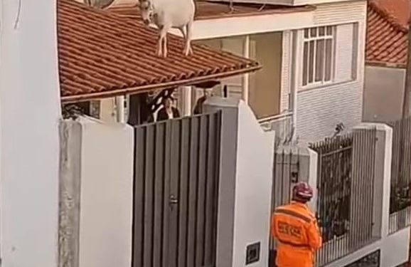 Bode sobe no telhado e mobiliza bombeiros