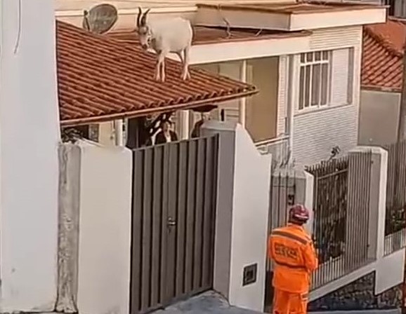 Bode sobe no telhado e mobiliza bombeiros