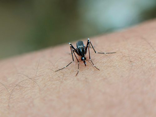 Vacinação contra dengue em Lafaiete continua nas unidades de saúde