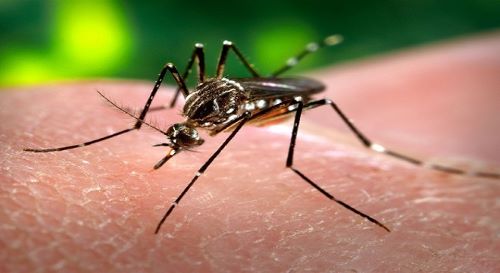 Prefeitura inicia estudo para mapear circulação da chikungunya