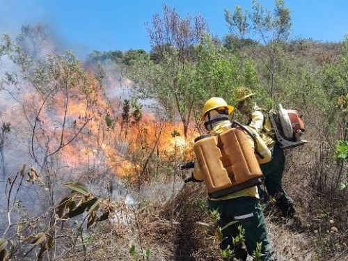 Brigada combate mais de 60 focos de incêndio em 13 cidades