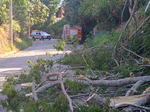 Supressão de árvore elimina risco para pedestres e motoristas