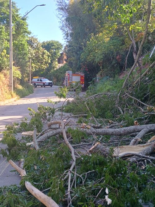 Supressão de árvore elimina risco para pedestres e motoristas