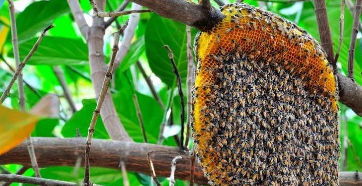 Ataque de abelha:  corpo de idoso é resgatado na zona rural