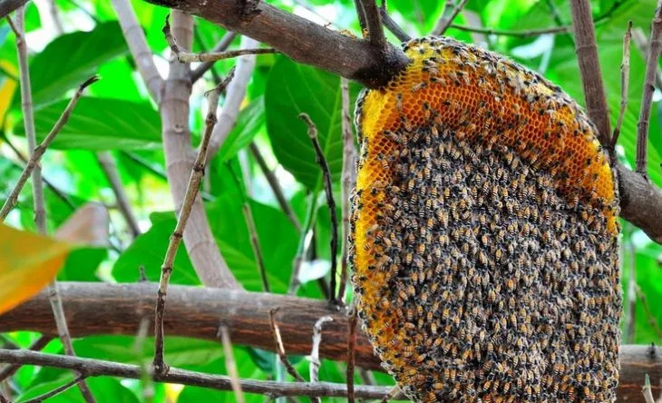 Ataque de abelha:  corpo de idoso é resgatado na zona rural