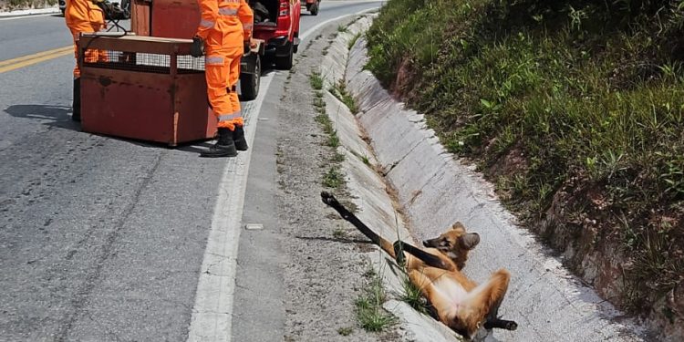 Lobo-guará é resgatado ferido após atropelamento na BR-494