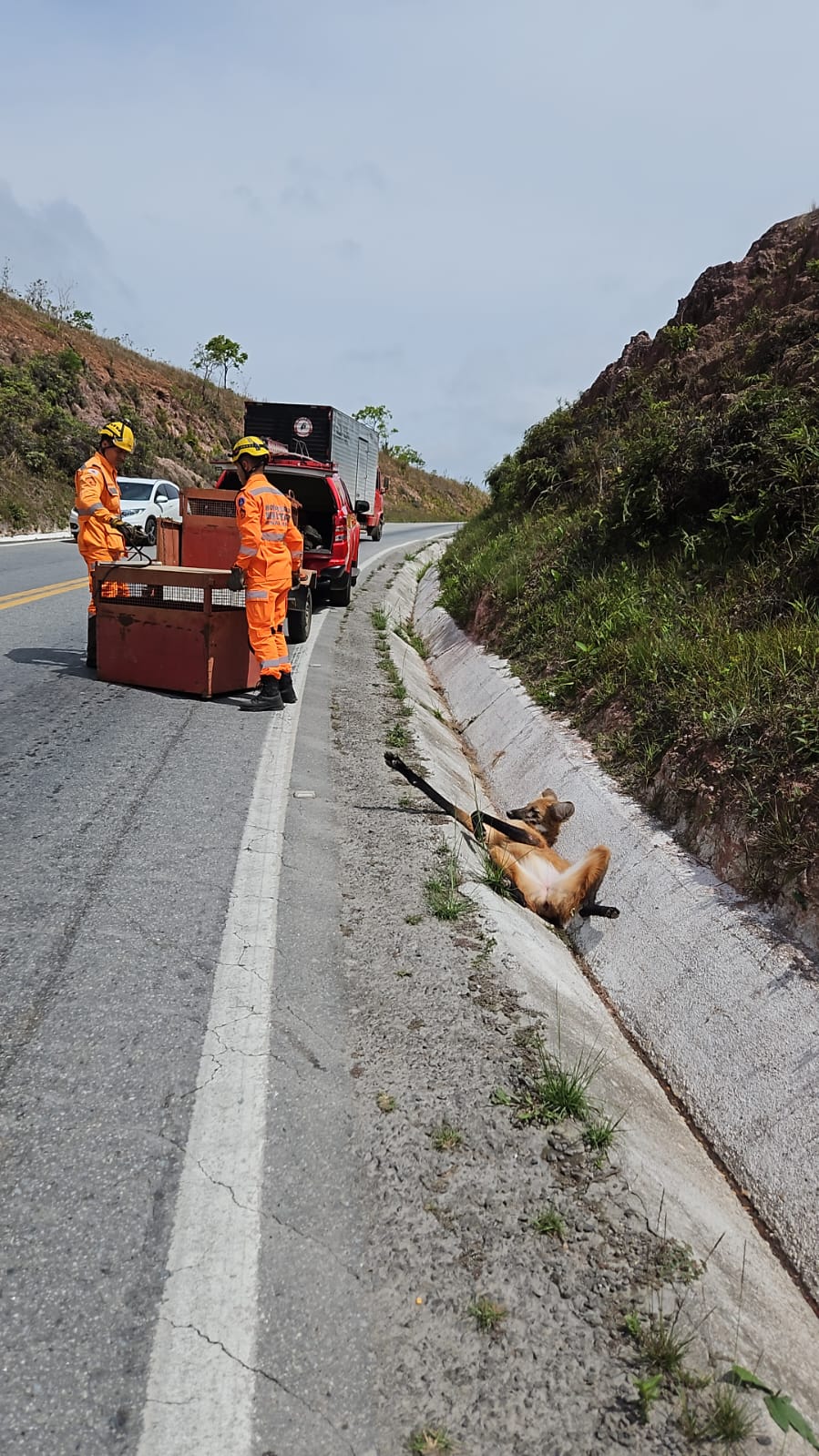 Lobo-guará é resgatado ferido após atropelamento na BR-494