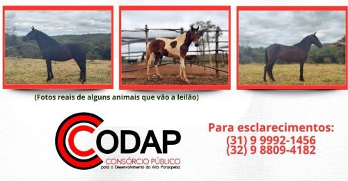 CODAP realiza novo leilão de animais apreendidos