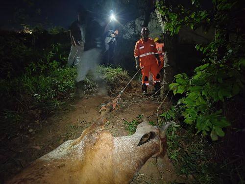 Bombeiros resgatam vaca presa em área íngreme