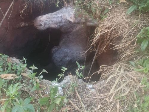 Bombeiros resgatam burro preso em fossa