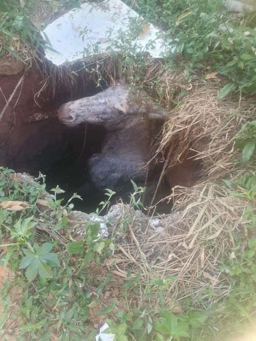 Bombeiros resgatam burro preso em fossa