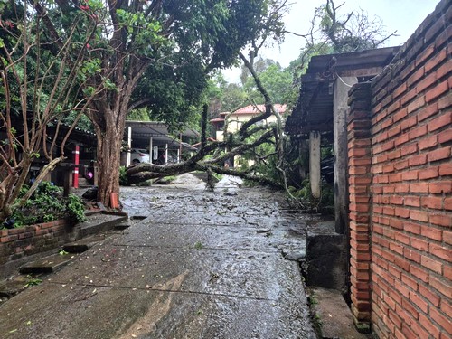 Chuva causa desabamento parcial de casarão e árvore em Barbacena