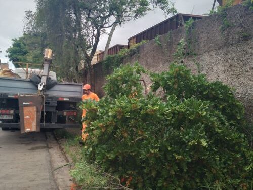 Árvores são derrubadas e críticas crescem na Marechal Floriano