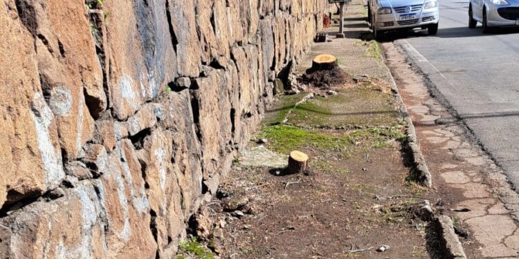 Corte de árvores na Marechal expõe falhas e gera críticas do Codema
