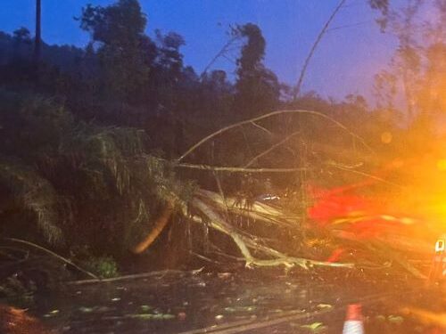 Temporal com ventos fortes causa quedas de árvores na BR-040