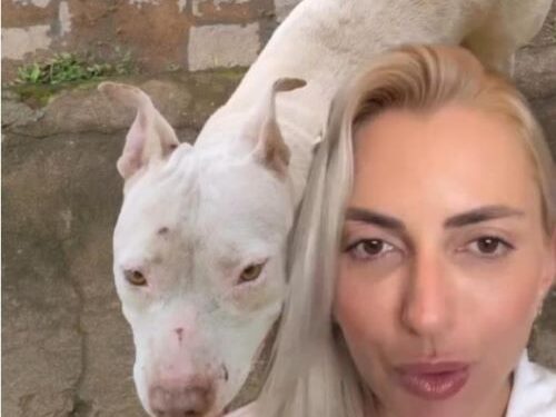 Crueldade contra animais expõe falhas sociais graves