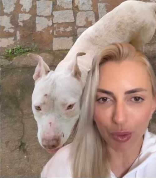 Crueldade contra animais expõe falhas sociais graves