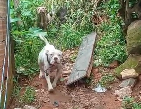 Cães abandonados