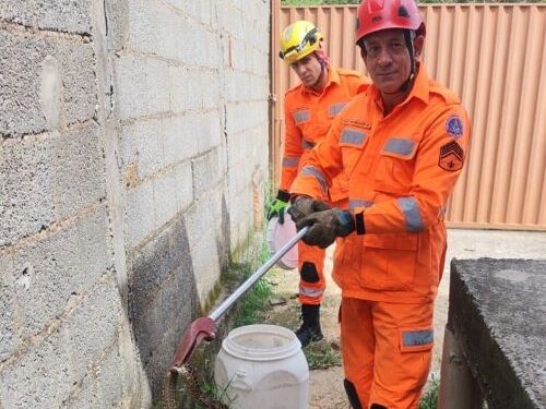 Bombeiros resgatam jararaca e alertam moradores