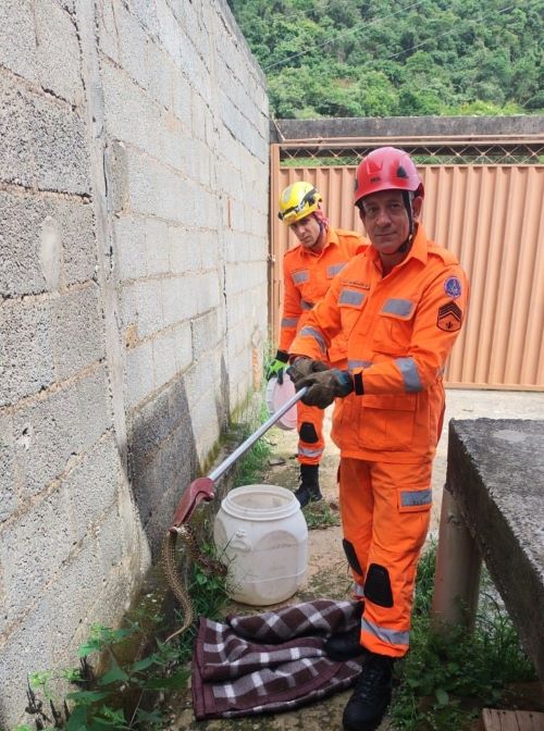 Bombeiros resgatam jararaca e alertam moradores