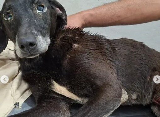 Ataque cruel deixa três cães feridos na zona rural de Lafaiete