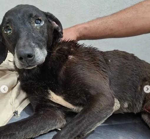 Ataque cruel deixa três cães feridos na zona rural de Lafaiete