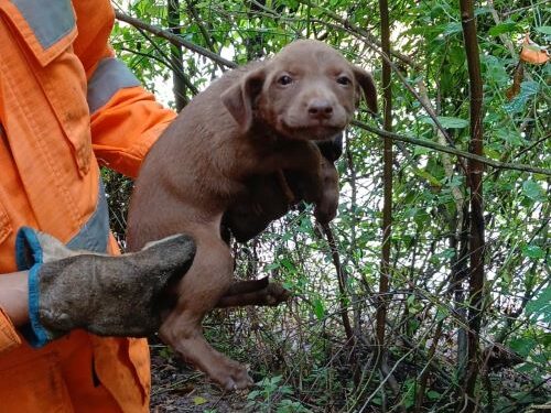 Choro na mata leva bombeiros a salvar filhote de cão