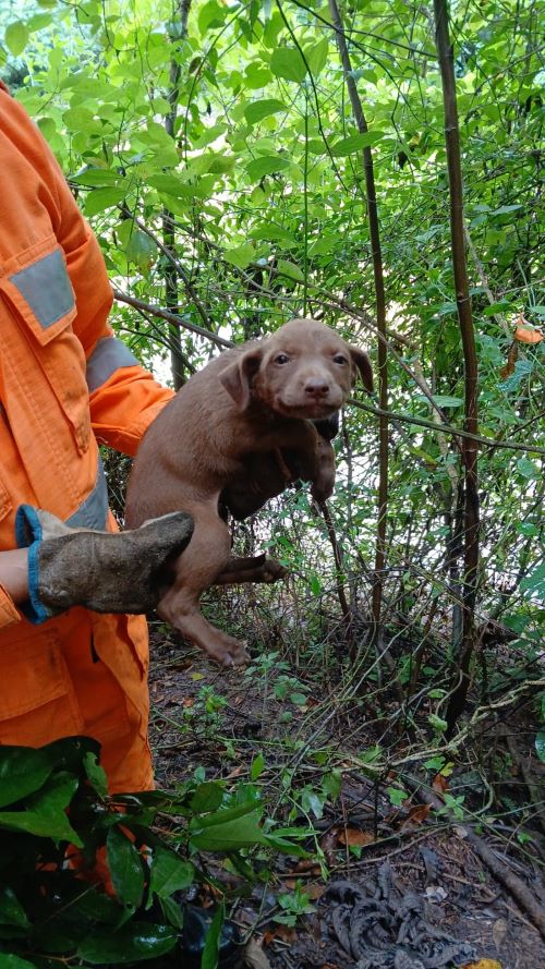 Choro na mata leva bombeiros a salvar filhote de cão