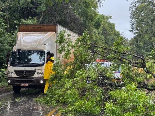 Queda de árvore bloqueia parcialmente a MG-129