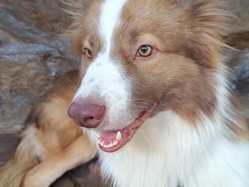 Família procura por cão desaparecido em Lafaiete