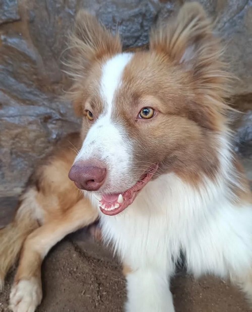 Família procura por cão desaparecido em Lafaiete