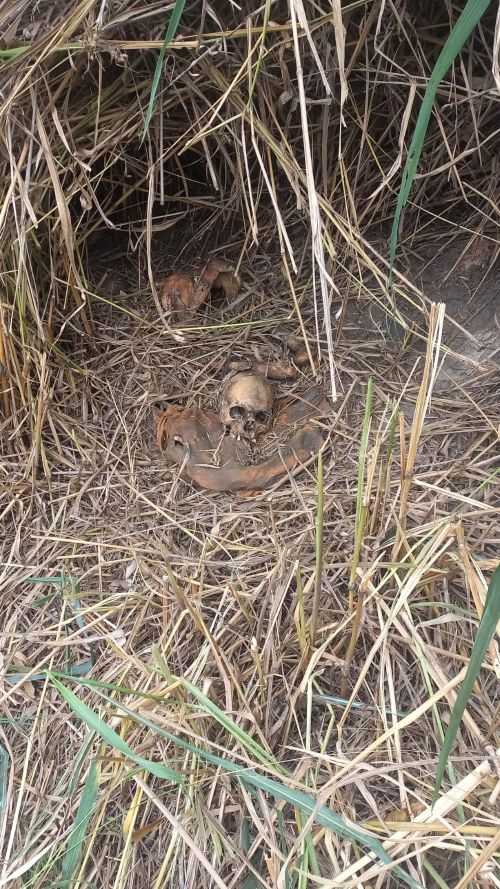 Ossada é encontrada às margens da BR-040 em Lafaiete