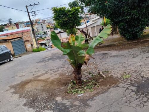 Bananeira vira protesto contra abandono de rua em Lafaiete