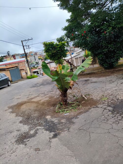 Bananeira vira protesto contra abandono de rua em Lafaiete