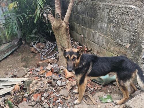 Polícia resgata cães e prende suspeito por maus-tratos