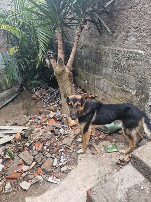 Polícia resgata cães e prende suspeito por maus-tratos