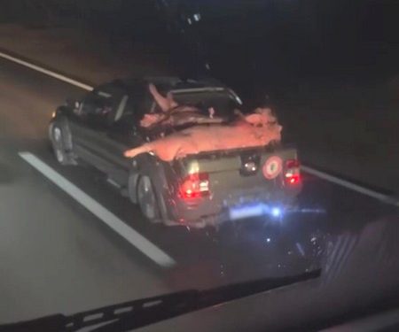 Caminhão carregado com porcos se envolve em acidente e carga é saqueada