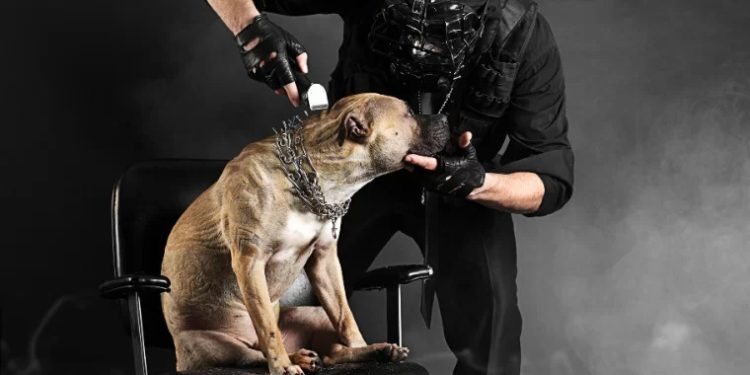 Minas proíbe tatuagens e piercings estéticos em animais