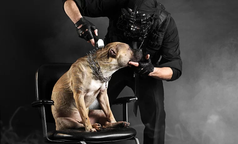 Minas proíbe tatuagens e piercings estéticos em animais