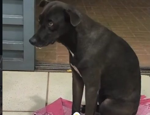 Envenenamento de cães gera revolta e cobrança de respostas