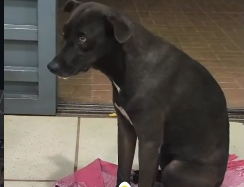 Envenenamento de cães gera revolta e cobrança de respostas